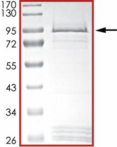 EGFR (d746-750 T790M L792H), Active